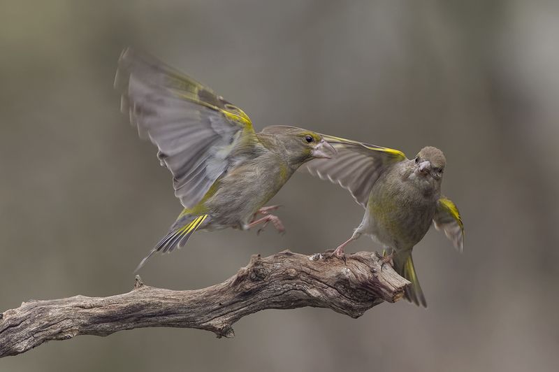 Обыкновенная зеленушка фото превью