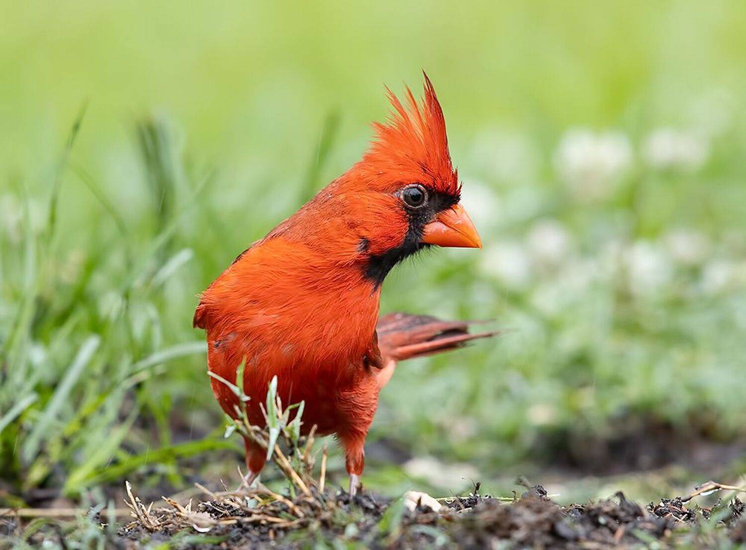 красный кардинал, northern cardinal, cardinal,кардинал, Etkind Elizabeth