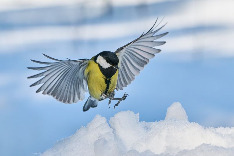 Посадка фото превью