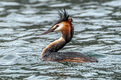 Модница (Чомга)