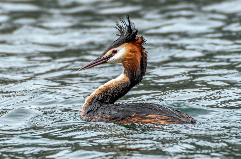 чомга, большая поганка, кисловодск, птицы Модница (Чомга) фото превью
