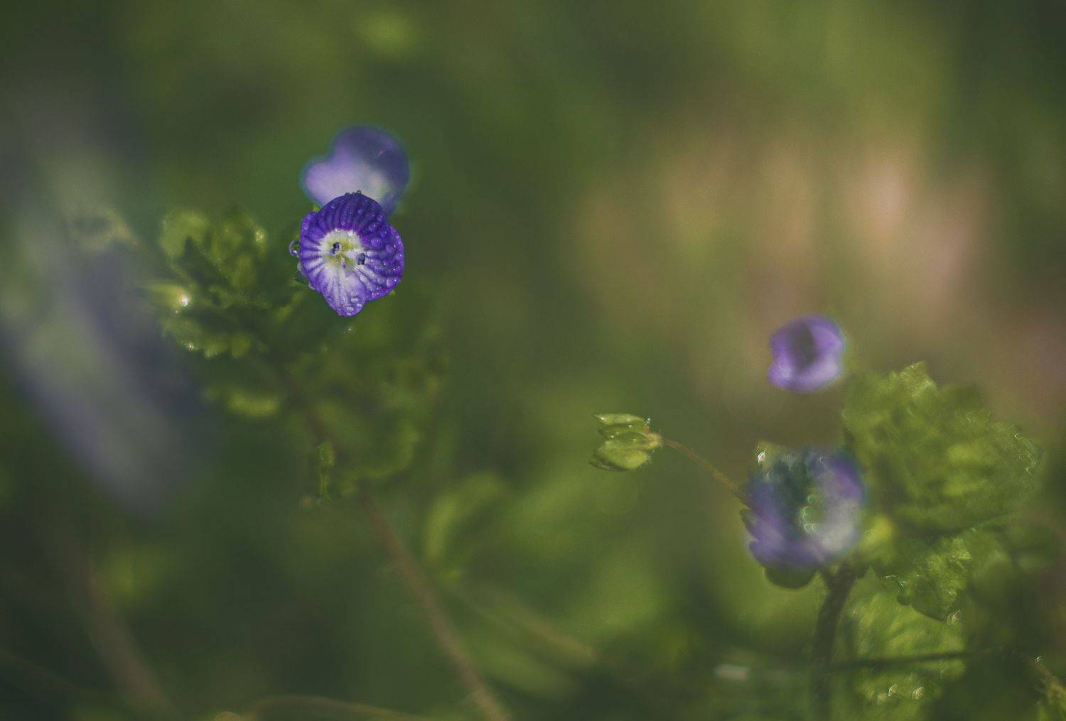 , Сигидова Ирина