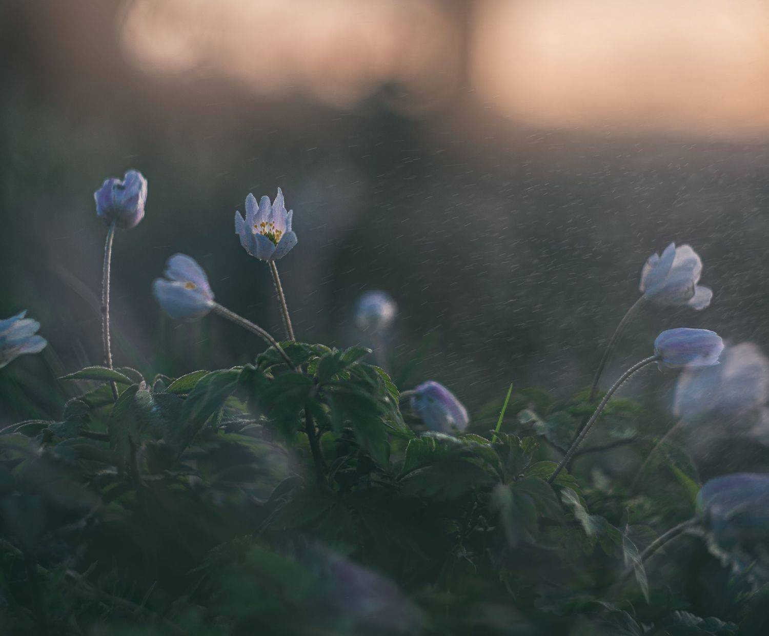 , Сигидова Ирина