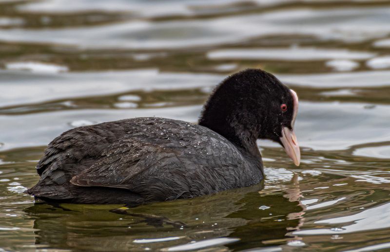 Свет мой зеркальце скажи... (Лысуха) фото превью