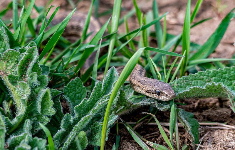 ростовский заповедник, змеи, четырехполосый полоз, полоз Четырехполосый полоз фото превью