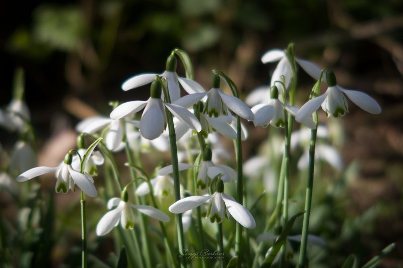 #flowers #snowdrops #spring #forest #park #england #nature #mood # Snowdrops... фото превью