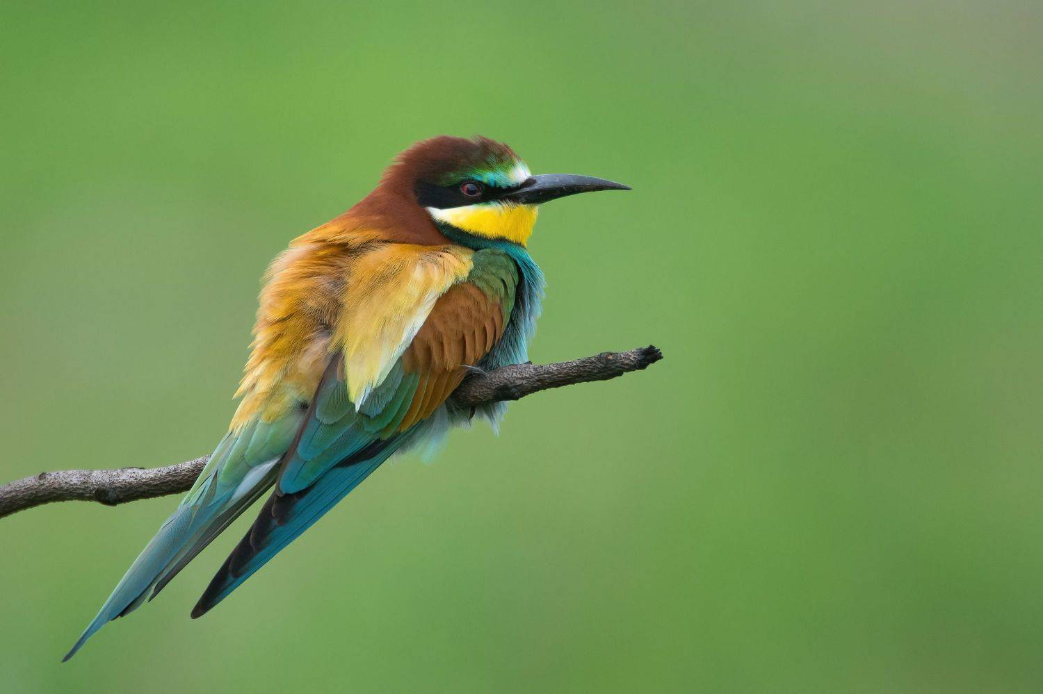 , Дмитрий Шевцов