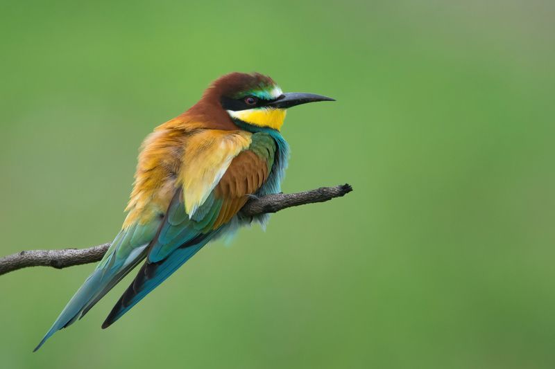 Золотистая щурка фото превью