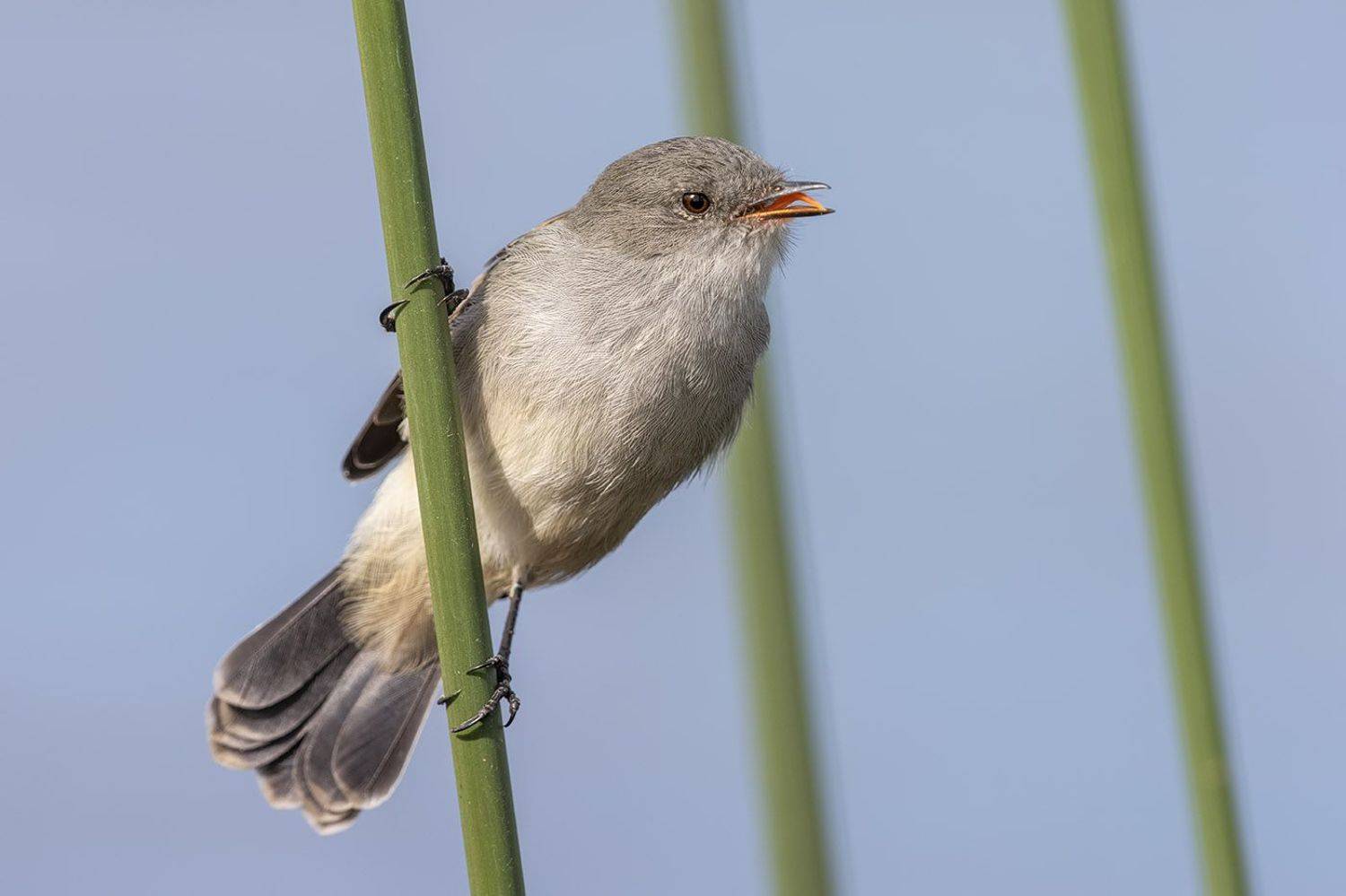 птицы, уругвай, Елена Давыдова