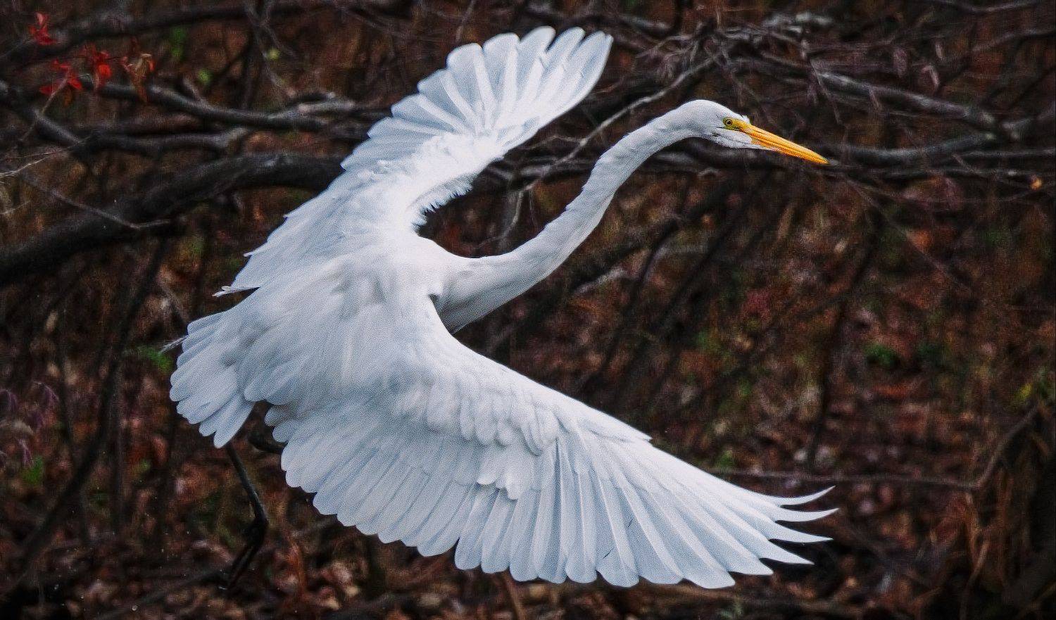 , Леонид Дьяченко