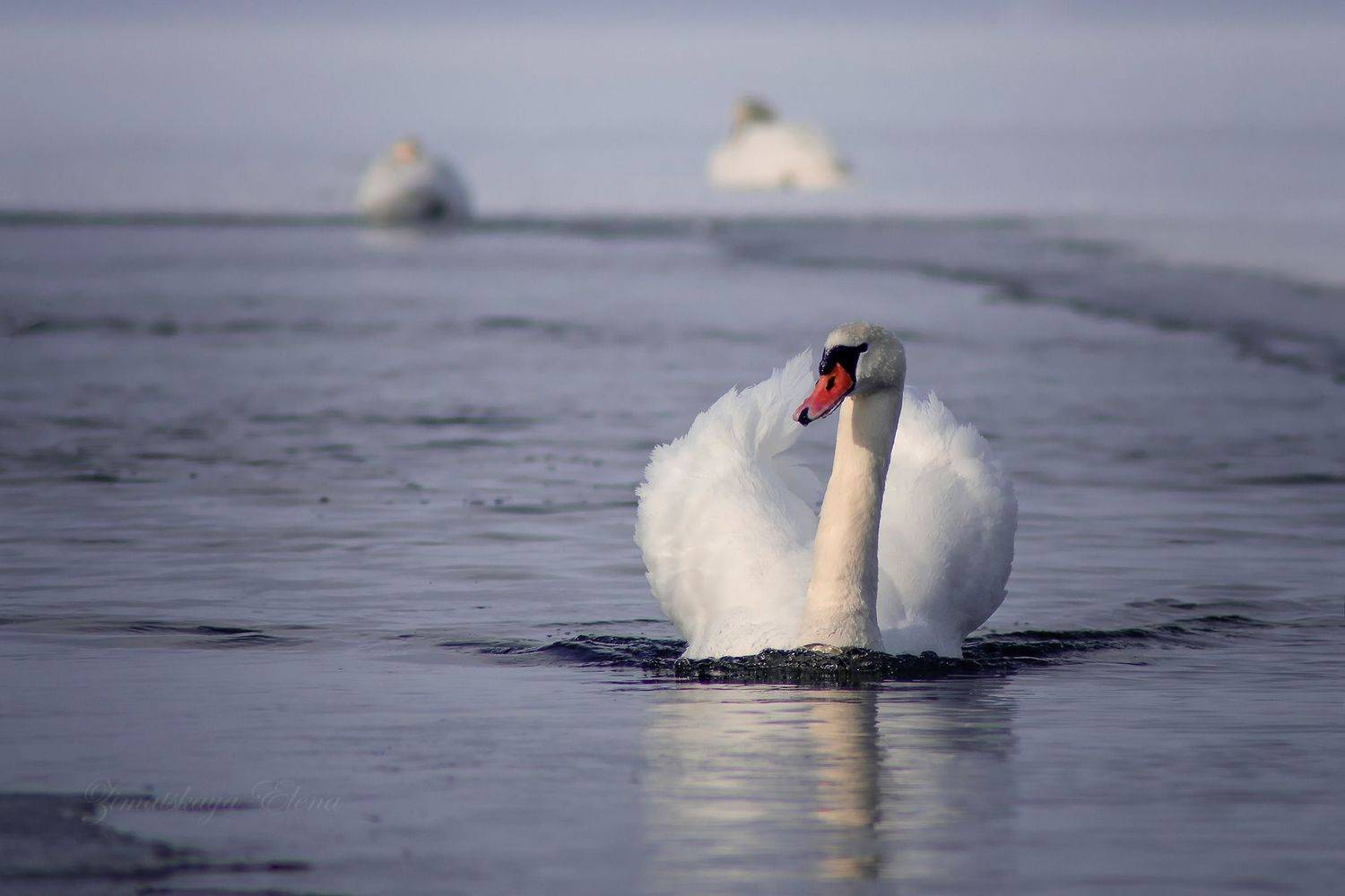 , Елена Зимацкая
