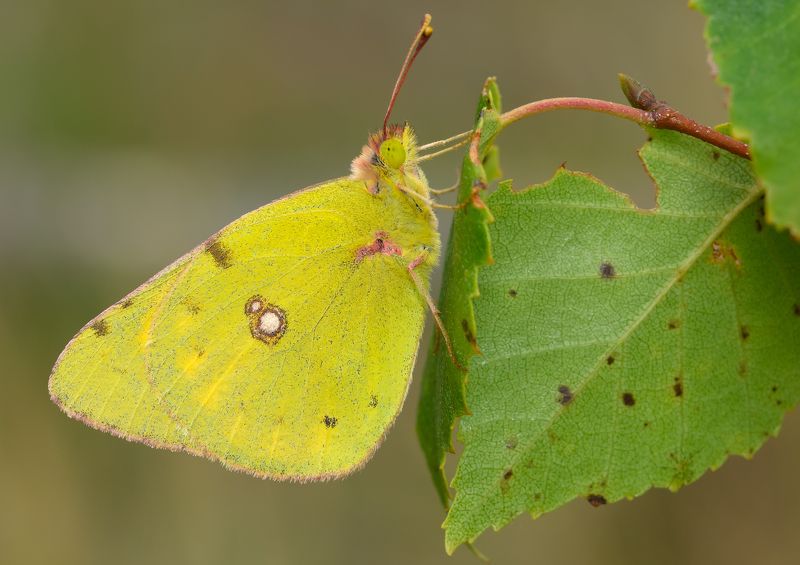 желтушка ? ракитниковая, colias ? myrmidone, белянки, pieridae, бабочка Желтушка фото превью