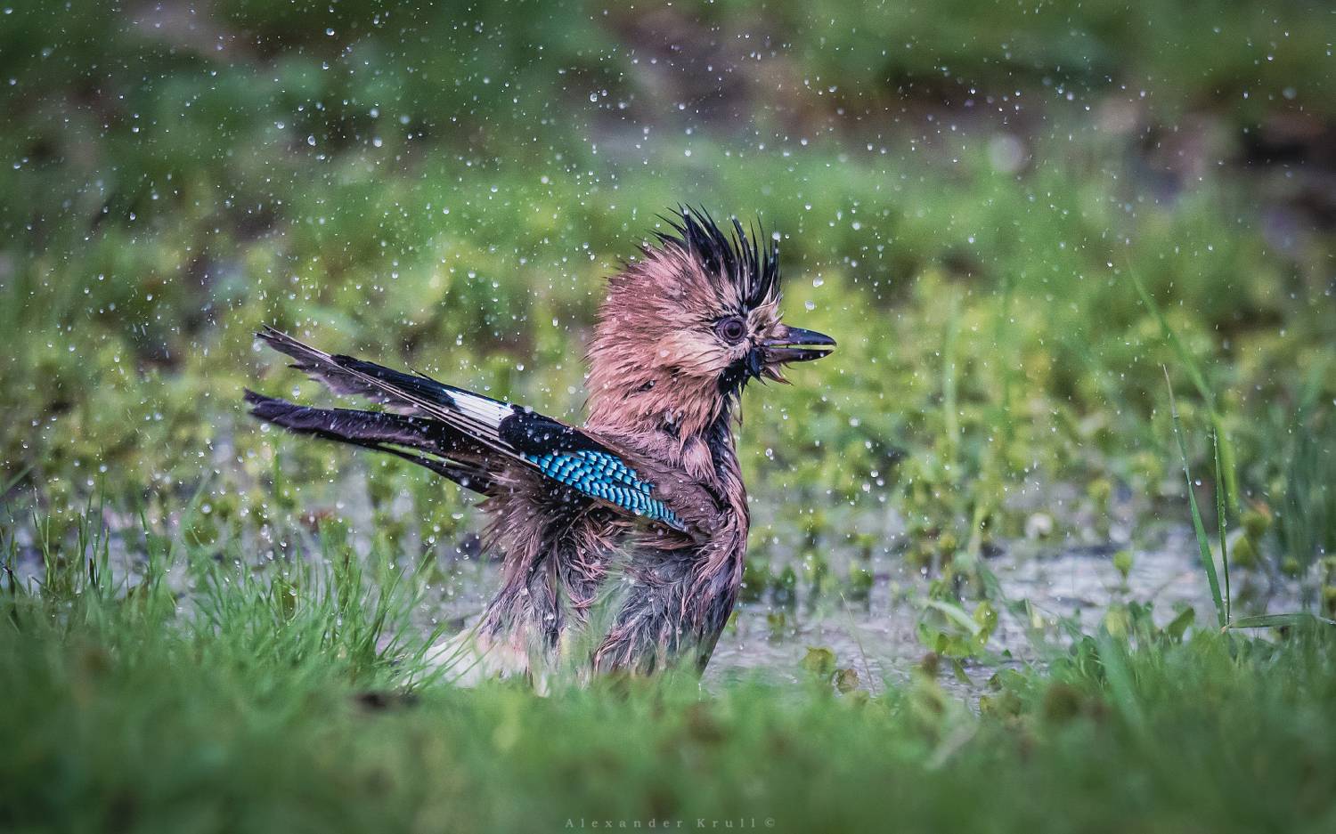 сойка, Круль Александр