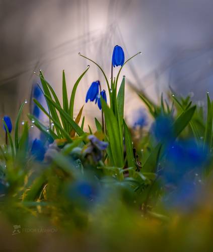 Роса на рассвете