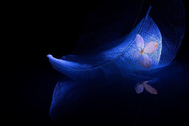 close up Fantasy of night фото превью