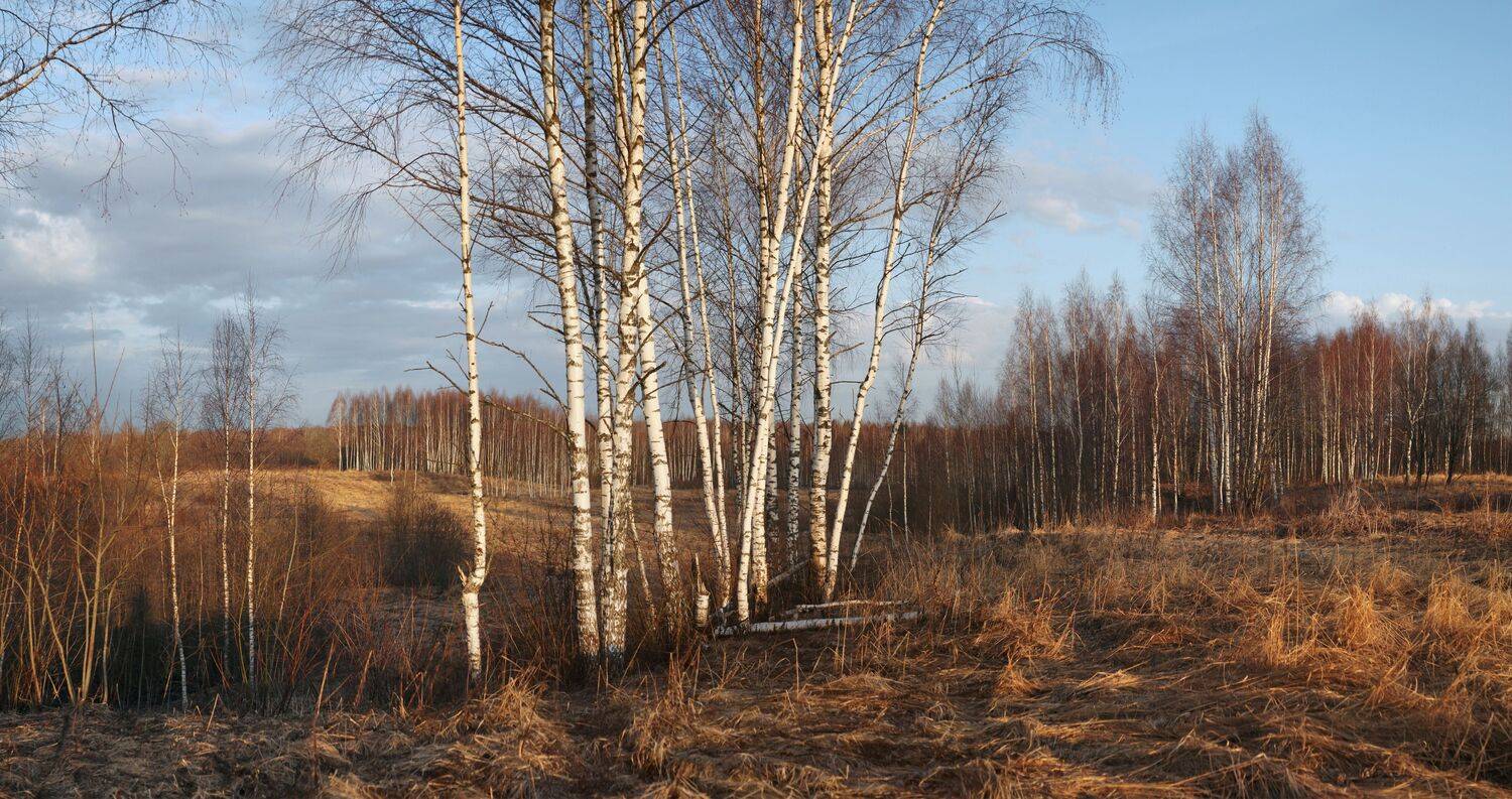 весна , лес , поле, Александр Свистков