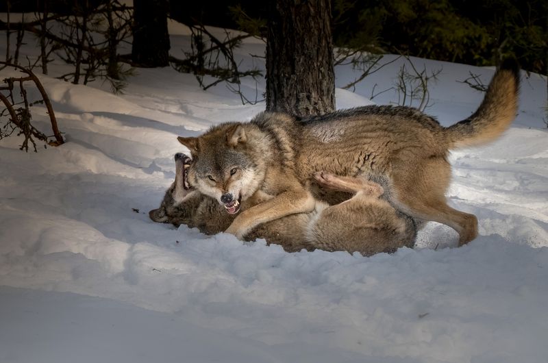 волк, волки, фотоохота, красный бор, беларусь, wolf, wolves, photo hunting, krasny bor, belarus, нд, в лесах беларуси Кто кого? фото превью