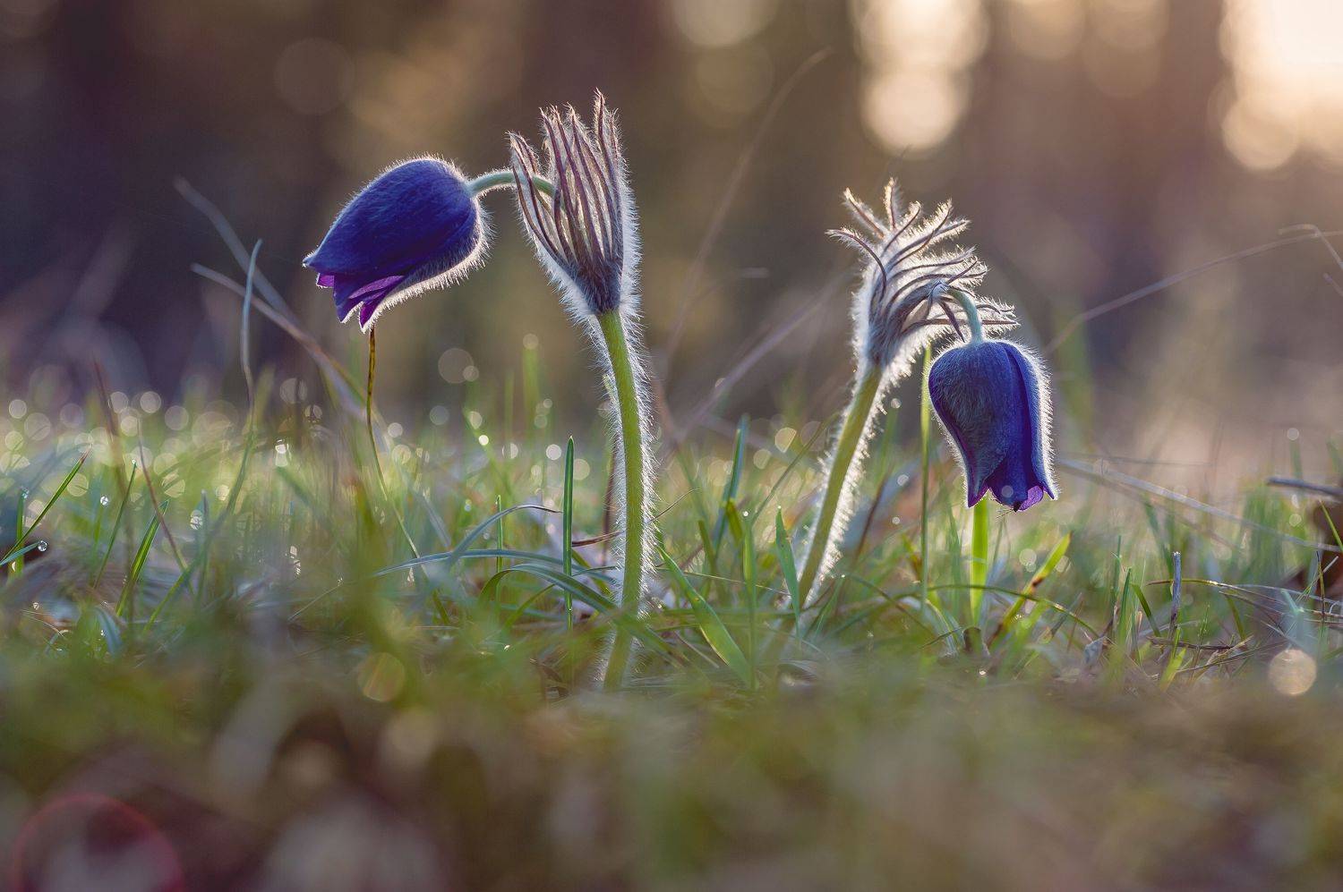 , Роман Зайцев