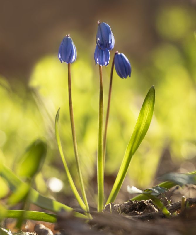 цветы  фото превью