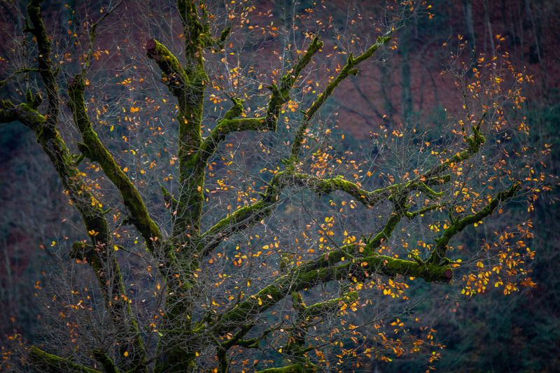 Осень фото превью