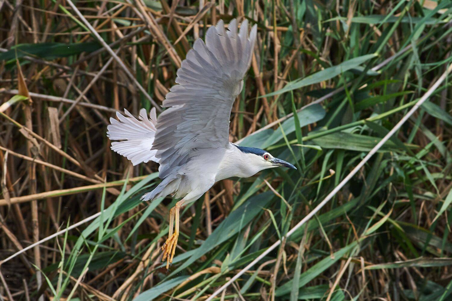 volgograd, russia, wildlife, Nycticorax nycticorax, , Сторчилов Павел