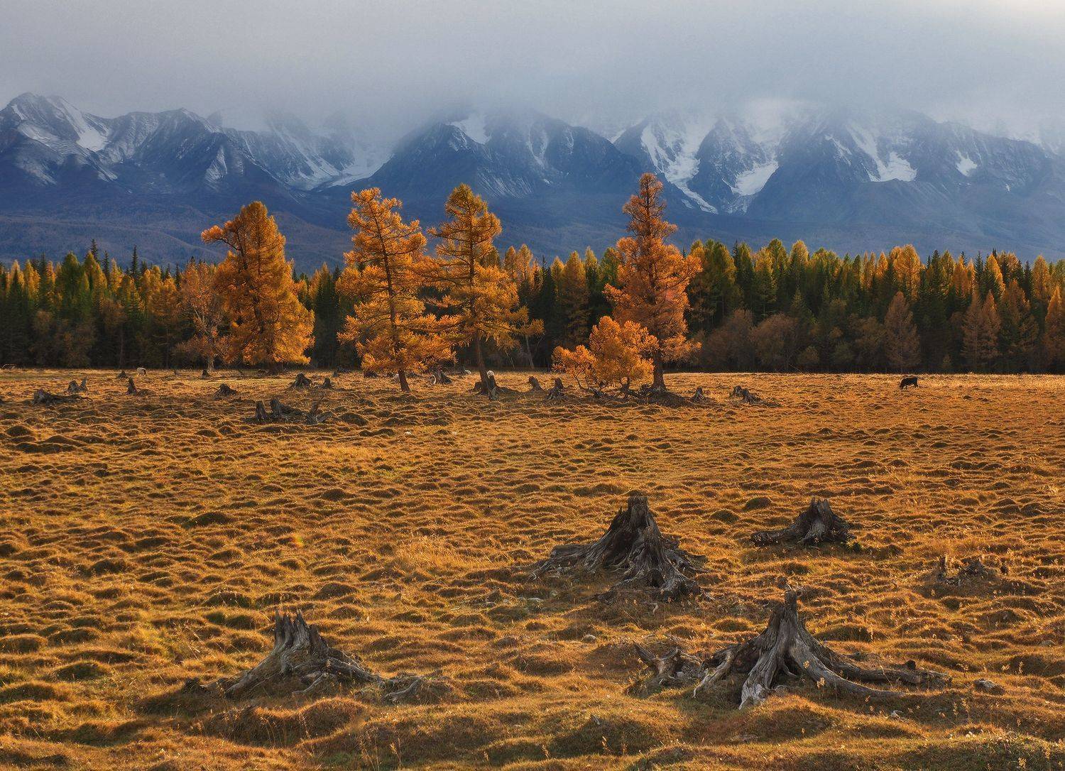 Курай, Курайская степь, Алтай, Горный Алтай, Сибирь, Галина Хвостенко
