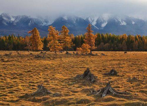 Курайские картинки