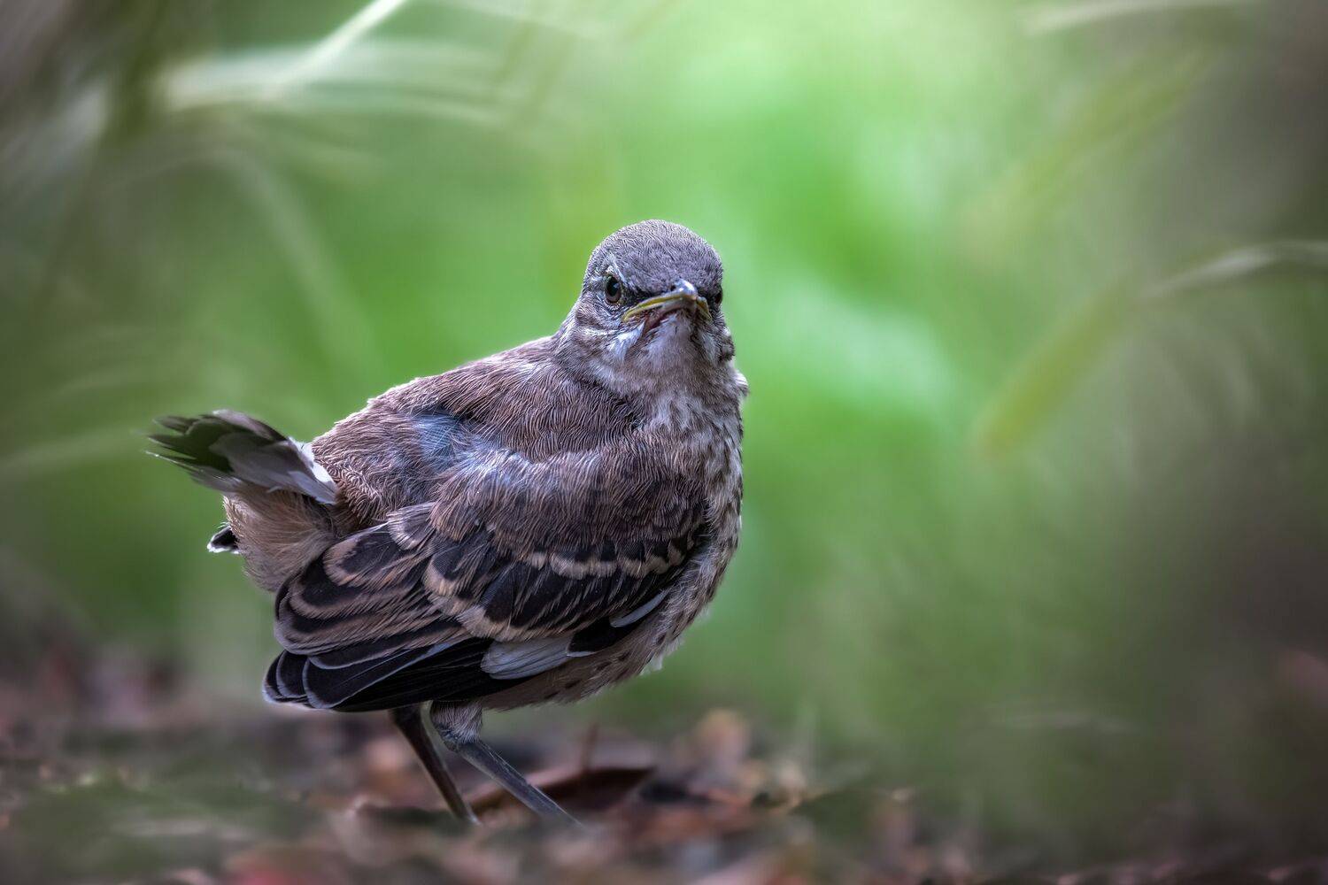 bird, songbird, mockingbird, songbirds, mockingbirds, nature, animals, wild,, Atul Saluja