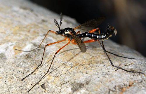 Его Величество Комар