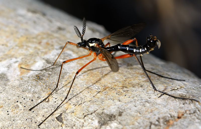 ктенофора капельная, ctenophora guttata, долгоножки, tipulidae, комар Его Величество Комар фото превью