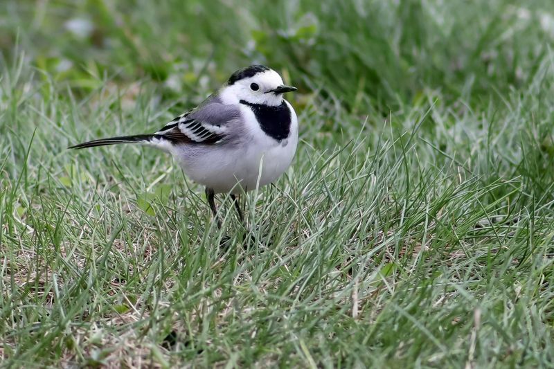 Белая трясогузка фото превью