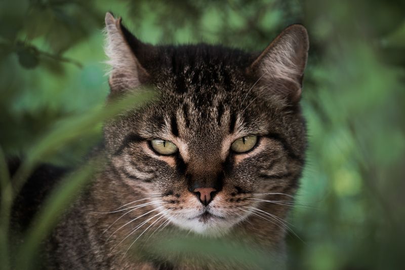 кошка, портрет, cat, portrait Мррррр фото превью