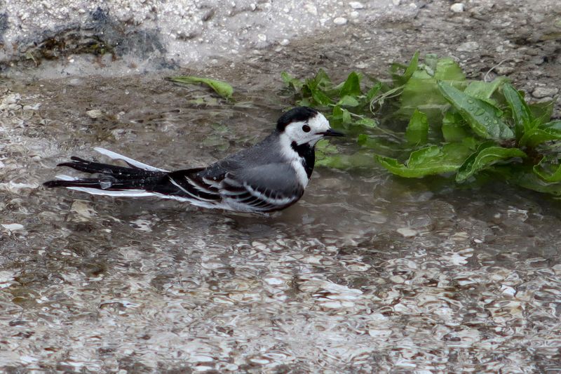 Белая трясогузка в родниковой воде фото превью