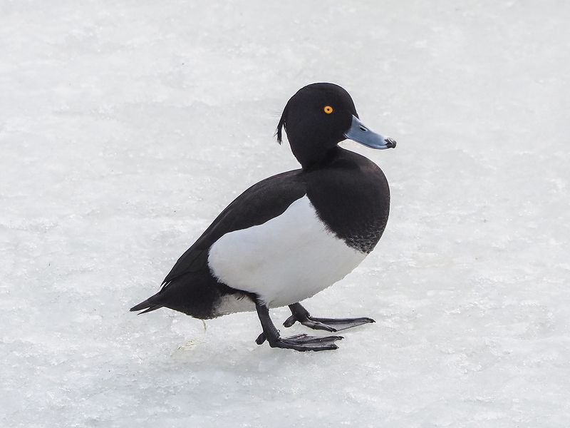 хохлатая чернеть фото превью