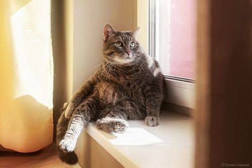 Котики