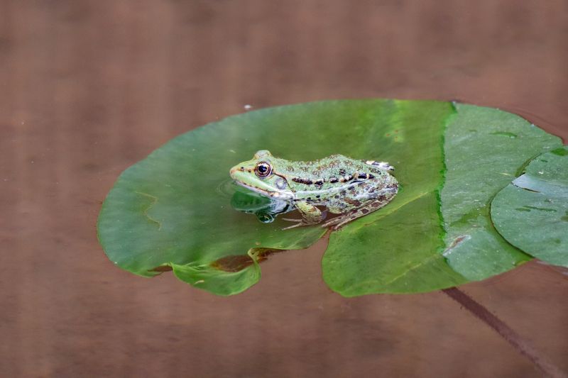 В ожидании царевича фото превью