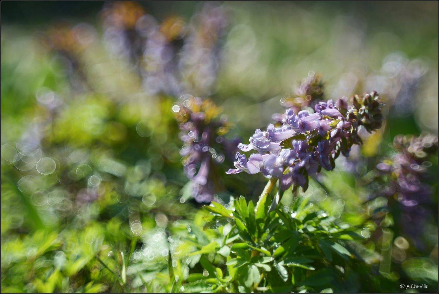 весна,апрель,хохлатка, Александр Чувилин