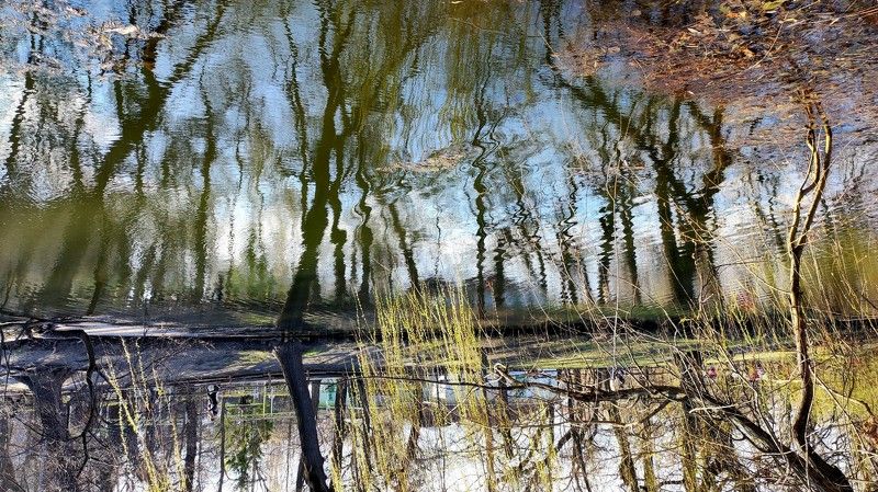 spring, nature, abstract, abstraction, trees, reflection Spring фото превью