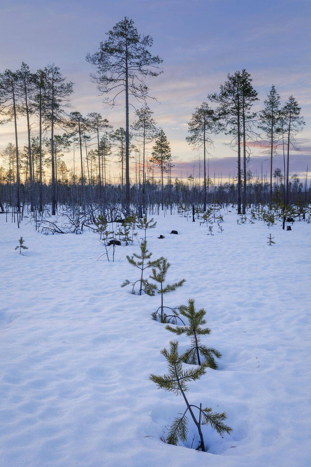 пейзаж, зима, снег, сосны, лес, деревья, landscape, woodland, winter, pines, snow, sunset, мороз, коми, закат, frozen, komi, Чаланов Иван