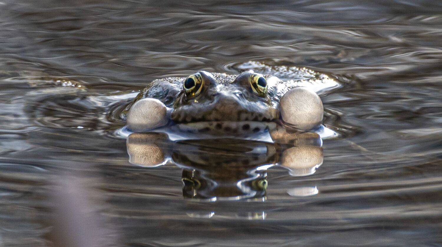 , Савчук Сергей