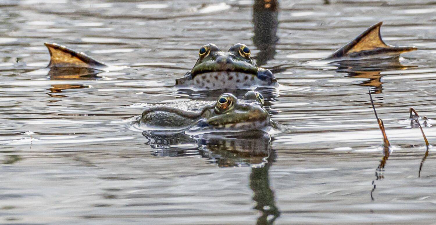 , Савчук Сергей