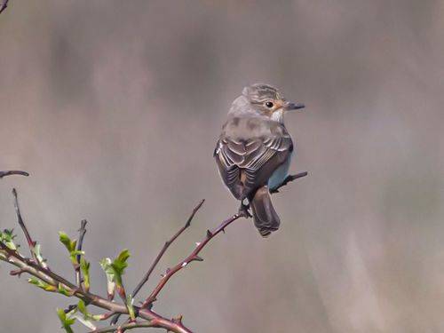 Серая мухоловка