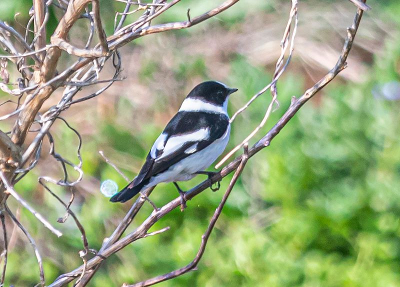 мухоловка-белошейка, крым, опукский заповедник, птицы Мухоловка-белошейка фото превью