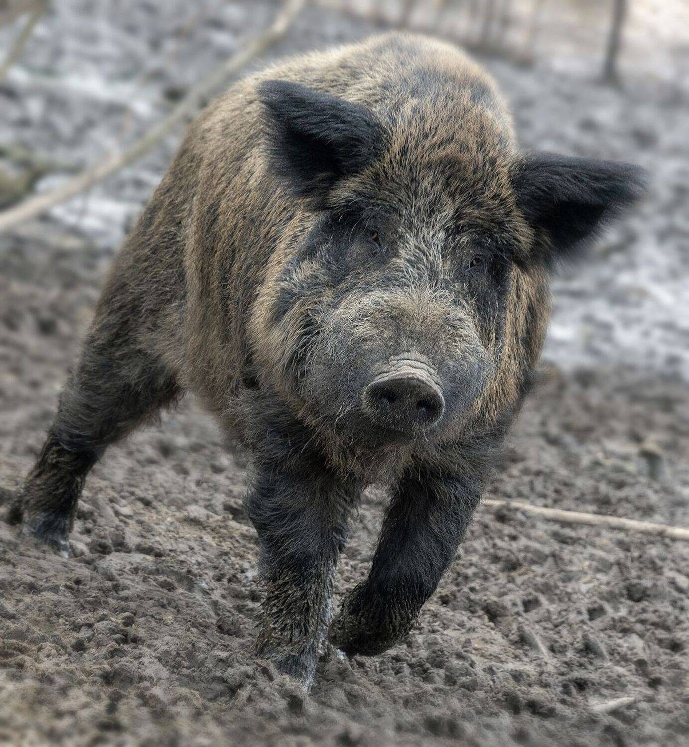 кабан, весна, , Сергей Аникин