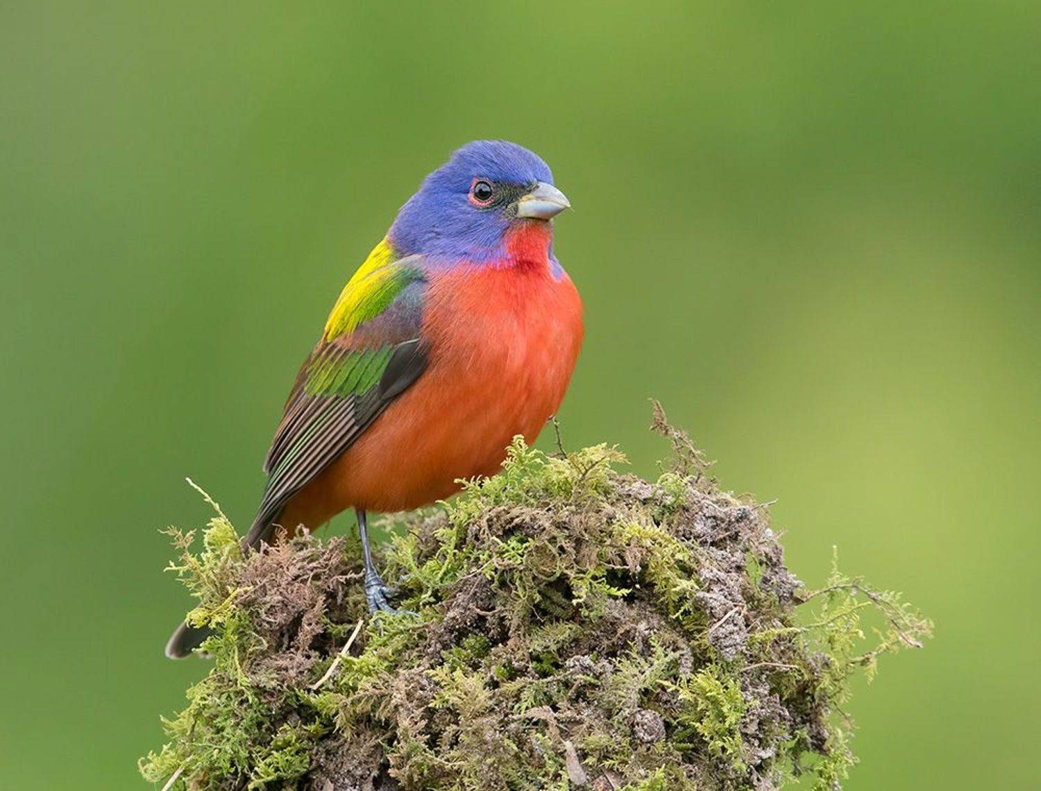 расписной овсянковый кардинал, painted bunting, кардинал,весна, Etkind Elizabeth