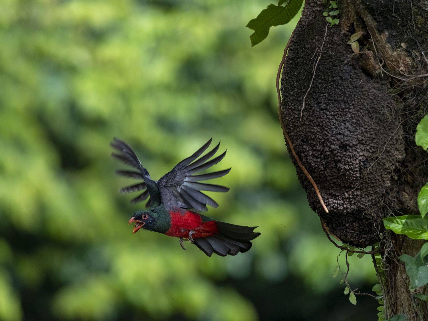 , Burgalin Sequeira Fernando