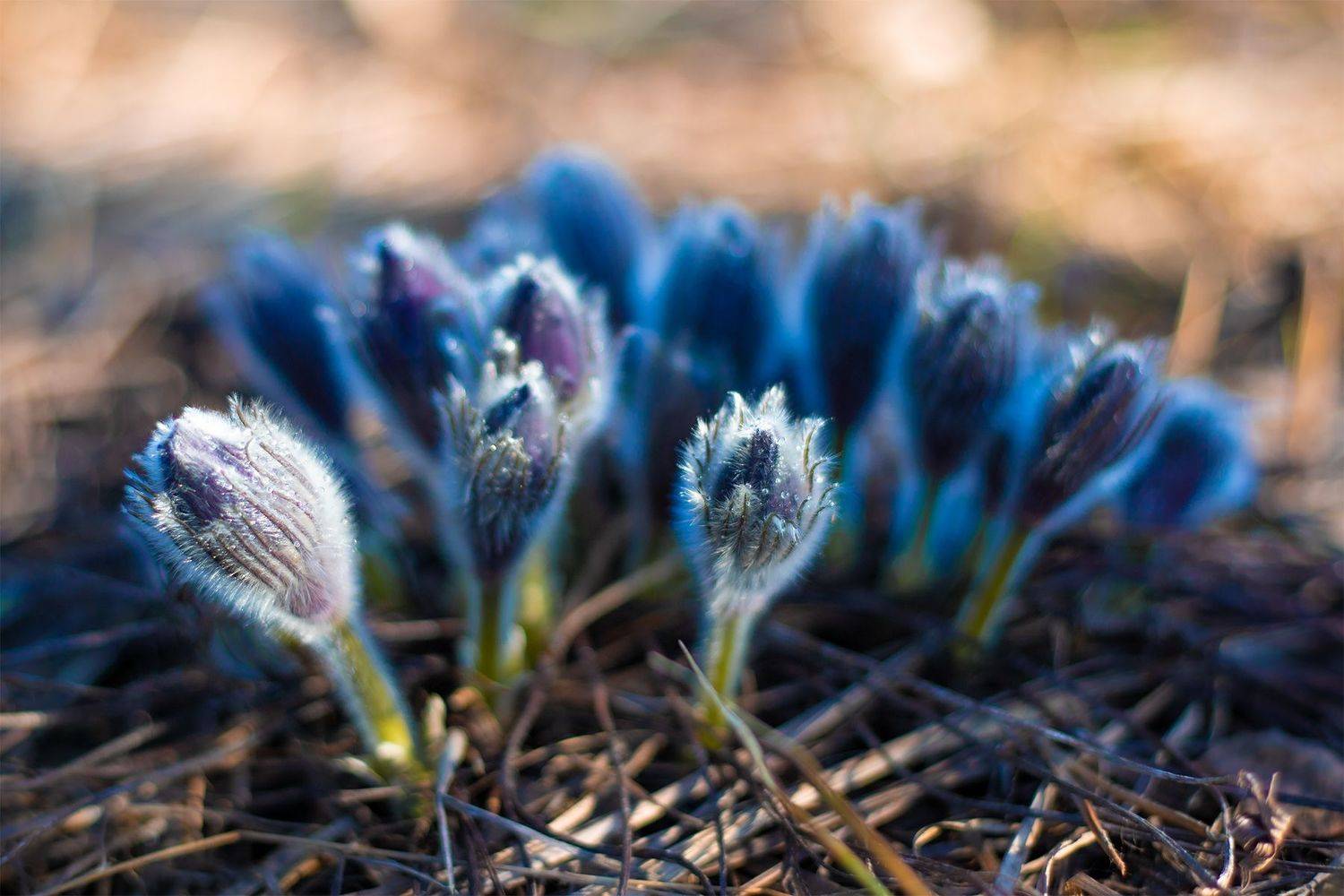 , Чудинин Дмитрий