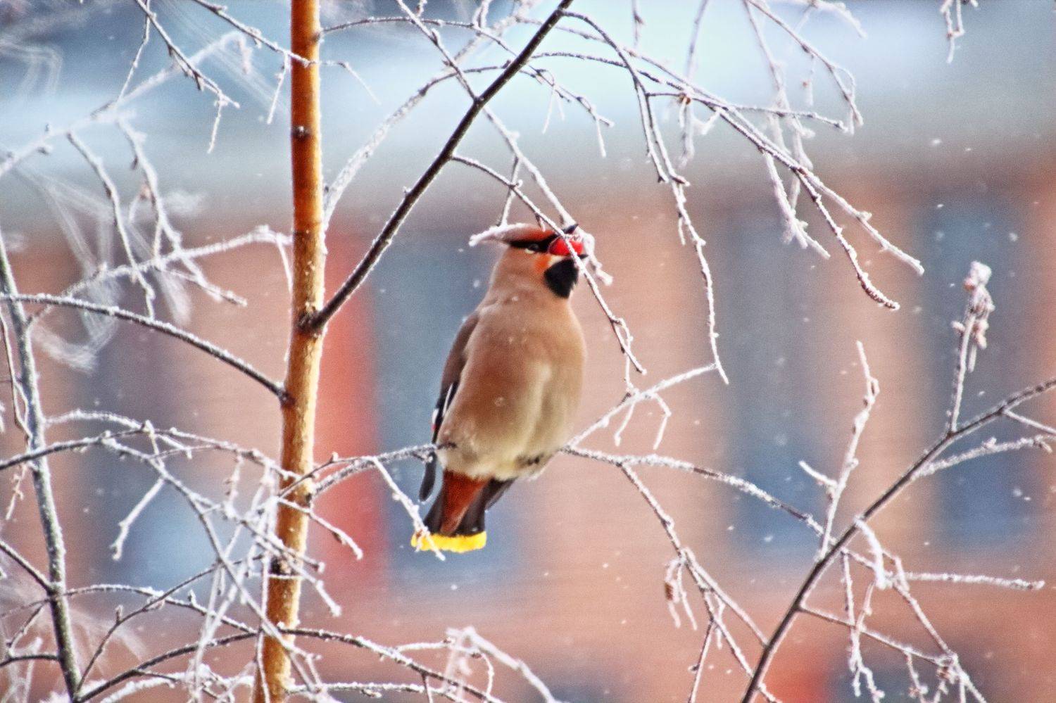 , Олег Резенов