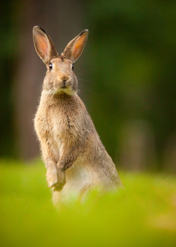 Happy Easter фото превью