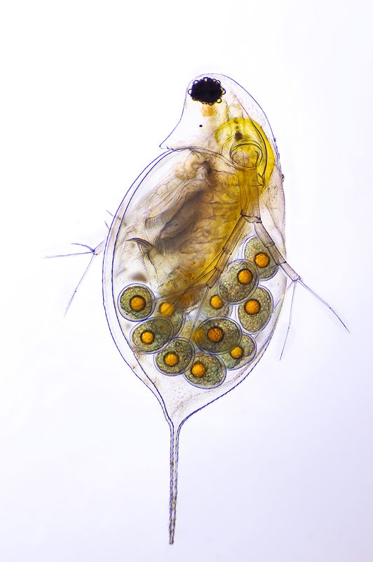 Daphnia фото превью